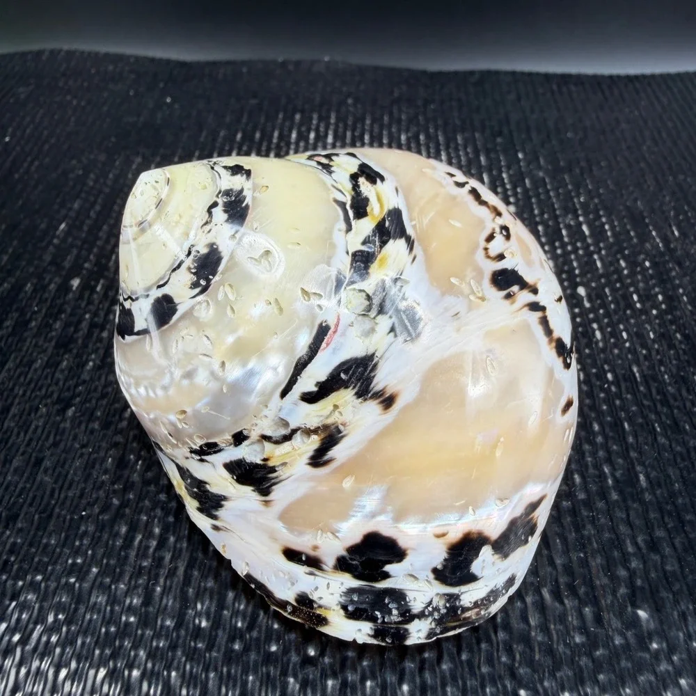 Polished Turbo Marmoratus Sea Shell Pearlescent Green Turban Mother of Pearl 3